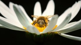Desktop image. Animals. ID:150241