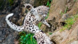 Desktop image. Animals. ID:150294