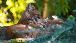 Desktop image. Animals. ID:150488