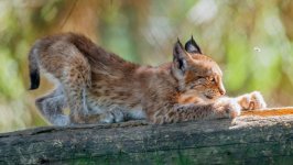 Desktop image. Animals. ID:150519