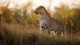 Desktop image. Animals. ID:151259