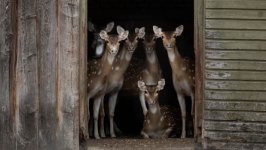 Desktop image. Animals. ID:151405