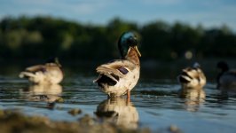 Desktop image. Animals. ID:152224