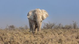 Desktop image. Animals. ID:152427