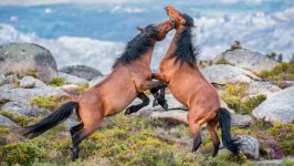 Desktop image. Animals. ID:162003
