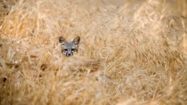 Desktop image. Animals. ID:154436
