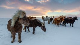 Desktop image. Animals. ID:154503
