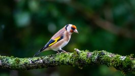 Desktop image. Animals. ID:154548