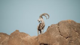 Desktop image. Animals. ID:154717