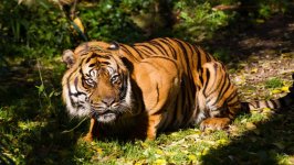 Desktop image. Animals. ID:154766