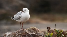 Desktop image. Animals. ID:155146