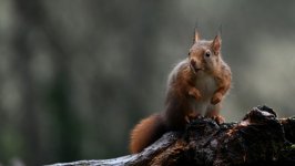 Desktop image. Animals. ID:155167
