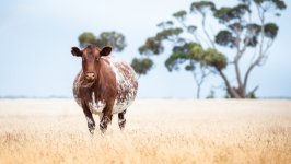 Desktop image. Animals. ID:155324