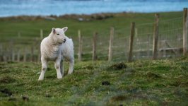 Desktop image. Animals. ID:155328