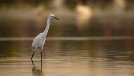Desktop image. Animals. ID:155342