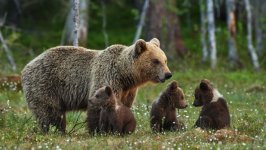 Desktop image. Animals. ID:155466
