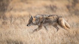 Desktop image. Animals. ID:155586