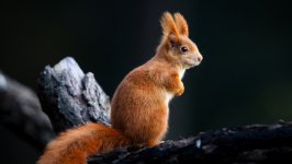 Desktop image. Animals. ID:155605