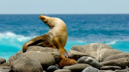Desktop image. Animals. ID:155812