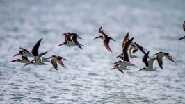 Desktop image. Animals. ID:155818