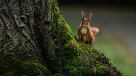 Desktop image. Animals. ID:156034