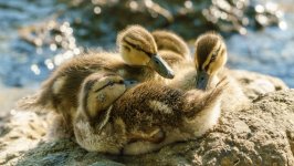 Desktop image. Animals. ID:156092