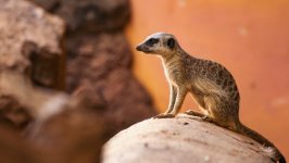 Desktop image. Animals. ID:156482