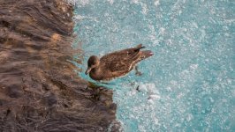 Desktop image. Animals. ID:156506