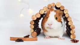 Desktop image. Animals. ID:156689