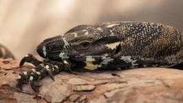 Desktop image. Animals. ID:156707