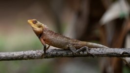 Desktop image. Animals. ID:156814