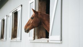 Desktop image. Animals. ID:156874