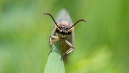 Desktop image. Animals. ID:157434