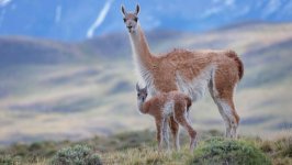 Desktop image. Animals. ID:164382