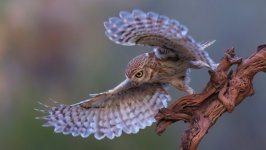 Desktop image. Animals. ID:157746