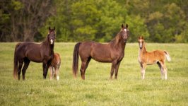 Desktop image. Animals. ID:157929