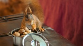 Desktop image. Animals. ID:157953