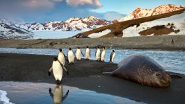 Desktop image. Animals. ID:158018