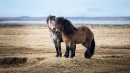 Desktop image. Animals. ID:158312