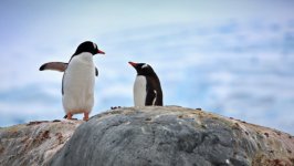 Desktop image. Animals. ID:159622