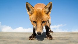 Desktop image. Animals. ID:160452