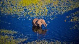 Desktop image. Animals. ID:160585