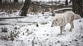 Desktop image. Animals. ID:160991