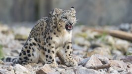 Desktop image. Animals. ID:161503