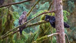 Desktop image. Animals. ID:161965
