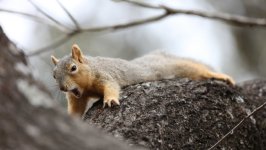 Desktop image. Animals. ID:163091