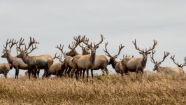 Desktop image. Animals. ID:164427