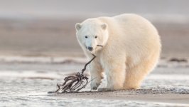 Desktop image. Animals. ID:167251