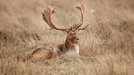 Desktop image. Animals. ID:168155