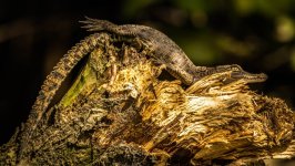 Desktop image. Animals. ID:168802